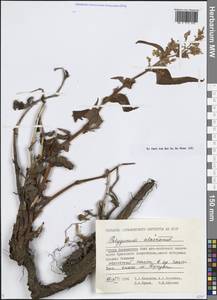 Koenigia lapathifolia (Cham. & Schltdl.) M.H.J.van der Meer, Siberia, Chukotka & Kamchatka (S7) (Russia)