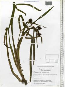 Sparganium erectum L., Eastern Europe, Central forest region (E5) (Russia)