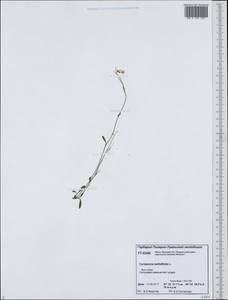 Cardamine bellidifolia L., Siberia, Western Siberia (S1) (Russia)