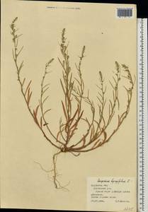 Corispermum hyssopifolium L., Eastern Europe, Central region (E4) (Russia)