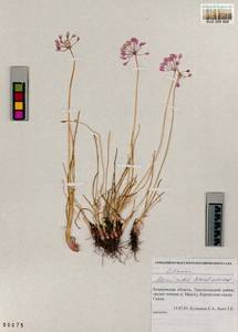 Allium rubens Schrad. ex Willd., Siberia, Altai & Sayany Mountains (S2) (Russia)