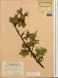 Crataegus orientalis Pall. ex M. Bieb., Caucasus, Armenia (K5) (Armenia)