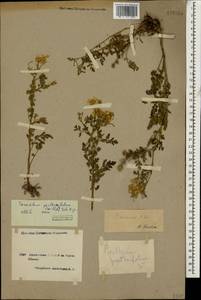 Tanacetum parthenium (L.) Sch. Bip., Caucasus, Armenia (K5) (Armenia)