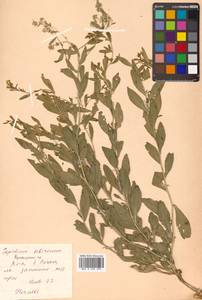 Lepidium affine Ledeb., Siberia, Russian Far East (S6) (Russia)