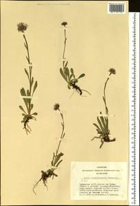 Aster alpinus var. serpentimontanus (Tamamsch.) Y. Ling, Siberia, Altai & Sayany Mountains (S2) (Russia)