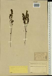 Euphrasia × vernalis List, Eastern Europe, Central forest region (E5) (Russia)