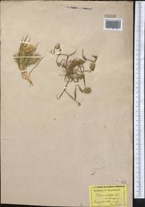 Eremopyrum orientale (L.) Jaub. & Spach, Middle Asia, Caspian Ustyurt & Northern Aralia (M8) (Kazakhstan)