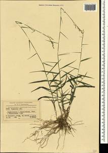 Cleistogenes serotina (L.) Keng, Crimea (KRYM) (Russia)