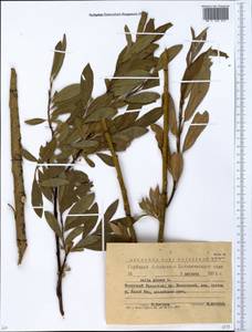 Salix glauca L., Siberia, Western (Kazakhstan) Altai Mountains (S2a) (Kazakhstan)