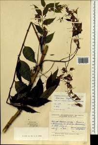 Decaisnea insignis (Griff.) Hook. fil. & Thoms., South Asia, South Asia (Asia outside ex-Soviet states and Mongolia) (ASIA) (China)