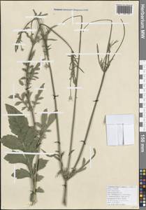 Cephalaria transsylvanica (L.) Schrad. ex Roem. & Schult., Caucasus, Black Sea Shore (from Novorossiysk to Adler) (K3) (Russia)