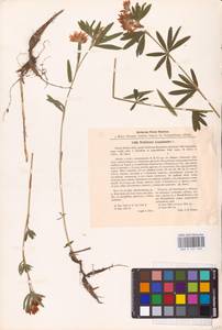 Trifolium lupinaster L., Eastern Europe, Eastern region (E10) (Russia)