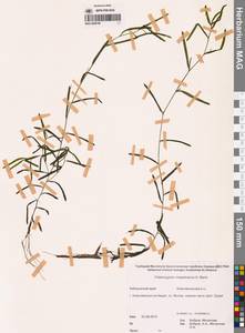 Potamogeton maackianus A.Benn., Siberia, Russian Far East (S6) (Russia)