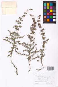 Galium humifusum M.Bieb., Eastern Europe, Central forest-and-steppe region (E6) (Russia)