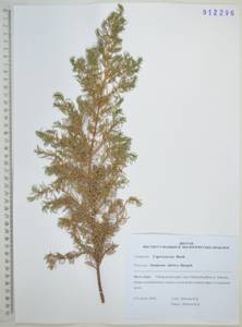 Juniperus communis var. saxatilis Pall., Siberia, Russian Far East (S6) (Russia)