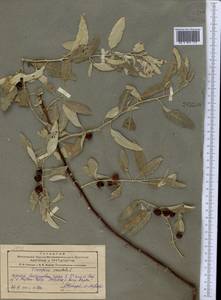 Elaeagnus angustifolia subsp. orientalis (L.) Soják, Middle Asia, Pamir & Pamiro-Alai (M2) (Tajikistan)