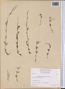 Epilobium lactiflorum Hausskn., America (AMER) (Greenland)