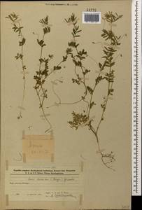 Vicia lenticula (Hoppe) Janka, Caucasus, Azerbaijan (K6) (Azerbaijan)