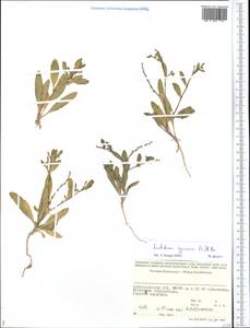 Euclidium syriacum (L.) W.T. Aiton, Middle Asia, Caspian Ustyurt & Northern Aralia (M8) (Kazakhstan)