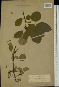 Malus sylvestris Mill., Eastern Europe, Central forest-and-steppe region (E6) (Russia)