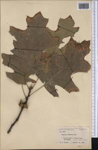 Quercus velutina Lam., America (AMER) (United States)