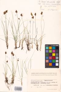 MHA0043931_1, Carex stenophylla Wahlenb., Eastern Europe, Lower Volga region (E9) (Russia)