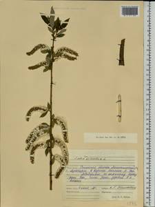 Salix triandra L., Eastern Europe, Middle Volga region (E8) (Russia)