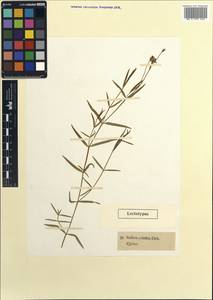 Stellaria palustris (Murray ex Ehrh.) Hoffm., Western Europe (EUR) (Sweden)