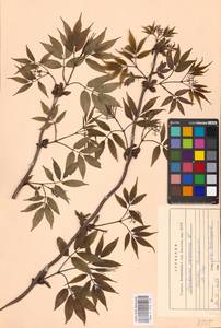 Sambucus racemosa L., Eastern Europe, Moscow region (E4a) (Russia)