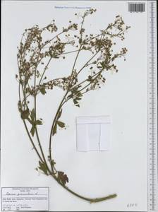 Apium graveolens L., Western Europe (EUR) (Italy)