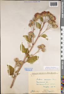 Arctium nemorosum Lej., Eastern Europe, Central forest-and-steppe region (E6) (Russia)