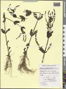Veronica anagallis-aquatica L., Caucasus, Black Sea Shore (from Novorossiysk to Adler) (K3) (Russia)