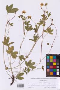 Potentilla reptans L., Eastern Europe, Moscow region (E4a) (Russia)