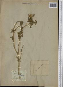 Centaurea calcitrapa L., Western Europe (EUR)