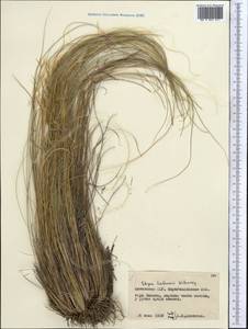 Stipa zalesskii Wilensky, Middle Asia, Muyunkumy, Balkhash & Betpak-Dala (M9) (Kazakhstan)