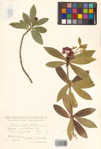 Skimmia japonica var. intermedia Komatsu, Siberia, Russian Far East (S6) (Russia)