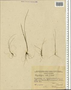 Rhynchospora alba (L.) Vahl, Eastern Europe, Central region (E4) (Russia)