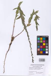 Linaria genistifolia (L.) Mill., Eastern Europe, Lower Volga region (E9) (Russia)