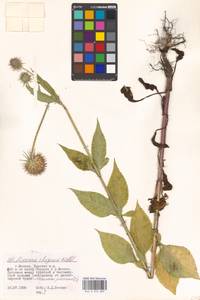 Dipsacus strigosus Willd., Eastern Europe, Moscow region (E4a) (Russia)