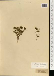 Mesostemma dichotomum (L.) Arabi, Rabeler & Zarre, Mongolia (MONG) (Mongolia)