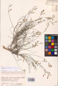 Astragalus pseudotataricus Boriss., Eastern Europe, Lower Volga region (E9) (Russia)