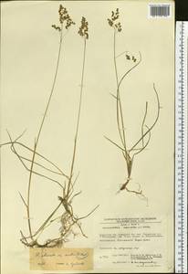 Anthoxanthum nitens (Weber) Y.Schouten & Veldkamp, Siberia, Chukotka & Kamchatka (S7) (Russia)