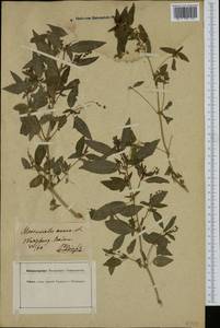 Mercurialis annua L., Western Europe (EUR) (Germany)