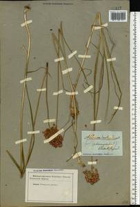 Allium rotundum L., Eastern Europe, South Ukrainian region (E12) (Ukraine)