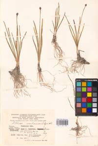 Allium lusitanicum Lam., Eastern Europe, West Ukrainian region (E13) (Ukraine)