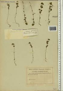 Euphrasia ×vernalis List, Eastern Europe, Central forest region (E5) (Russia)