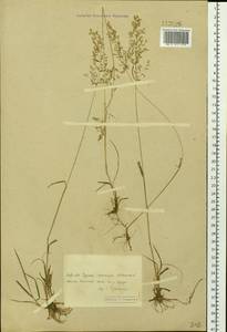 Agrostis, Siberia, Baikal & Transbaikal region (S4) (Russia)