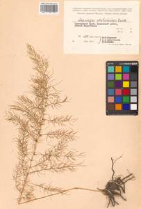 Asparagus schoberioides Kunth, Siberia, Russian Far East (S6) (Russia)