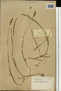 Poa compressa L., Eastern Europe, North-Western region (E2) (Russia)