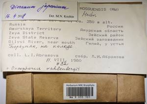 MW 9 035 101, Dicranum japonicum Mitt., Bryophytes, Bryophytes - Russian Far East (excl. Chukotka & Kamchatka) (B20) (Russia)